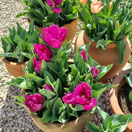 Mas Tulipe De Soie * Bevons